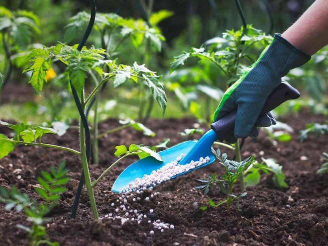 Maye Gübrələrin Torpaq Sağlamlığının Qorunmasında Rolü